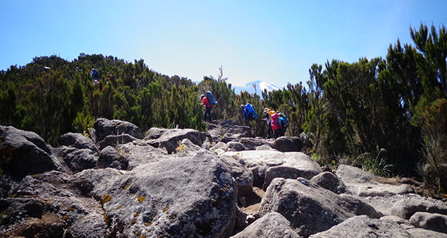 Serengeti Wildebeest Migration