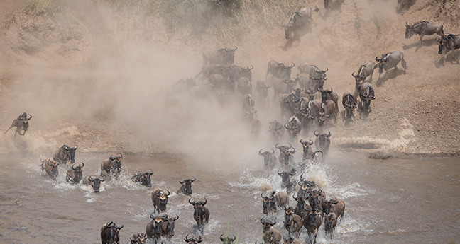 Serengeti Wildebeest Migration