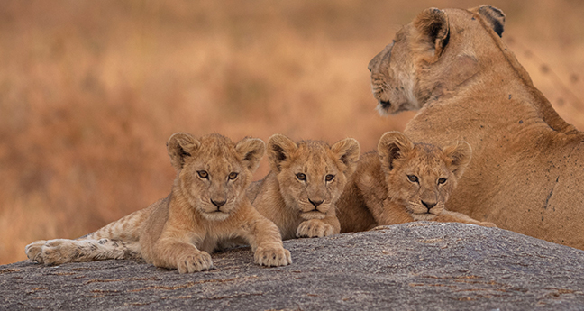 Tanzania Adventure Safari