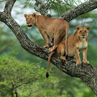 Lake MAnyara