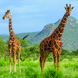 Mkomazi