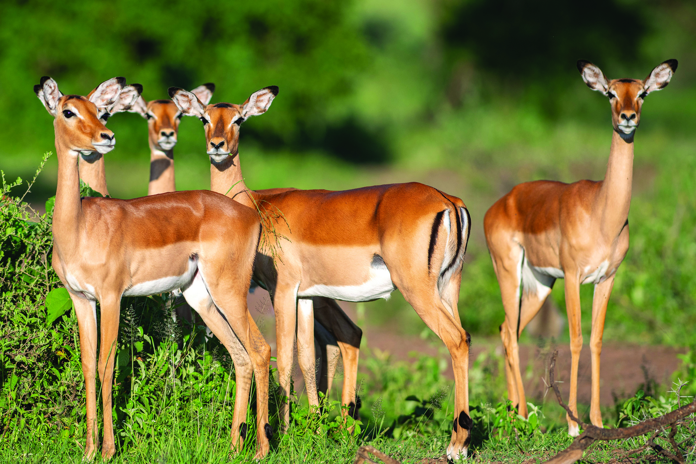 antelope