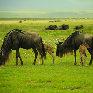 serengeti2