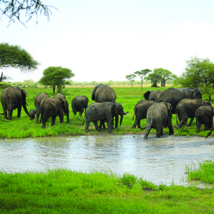 tarangire2